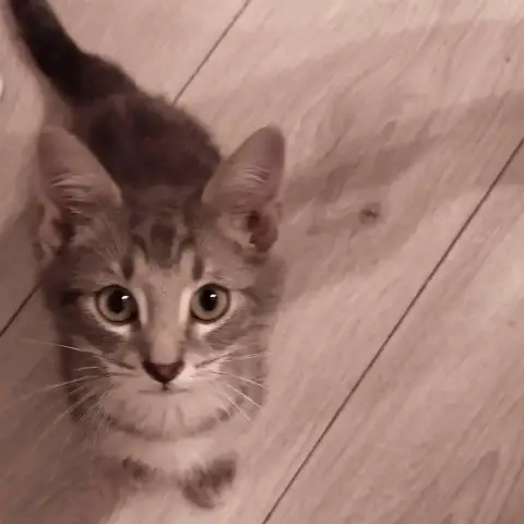 Milo photo 2