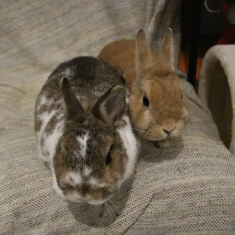 Nori Et Horus
