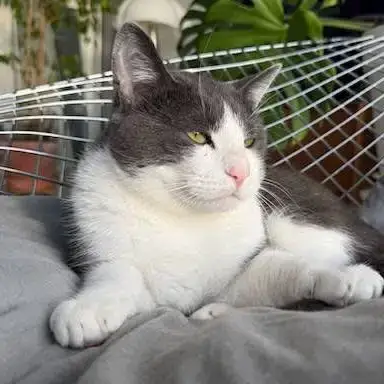 Tommy