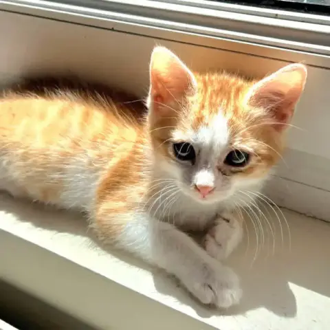 Suki