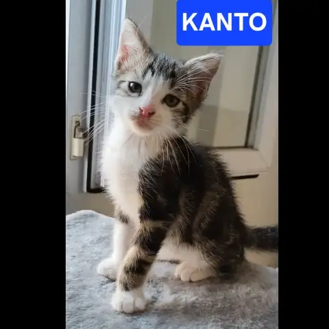 Kanto Et Arriety