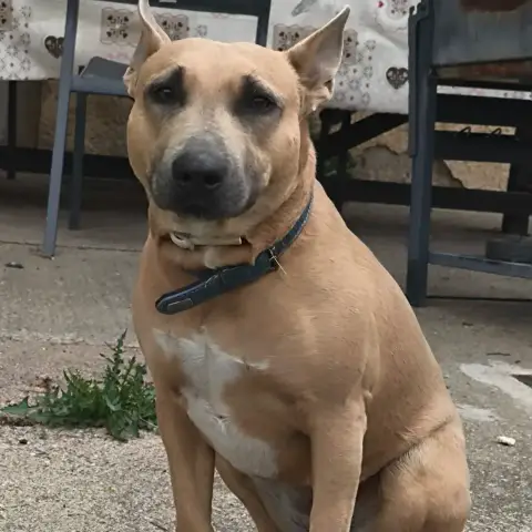 Adopter Ulka
