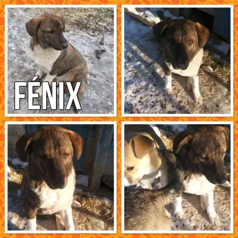 Fénix