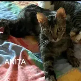 Anita