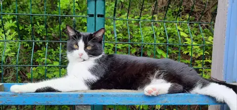Luna photo 2