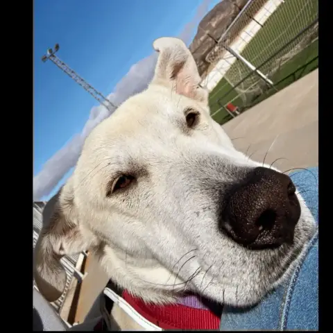 Zaro
