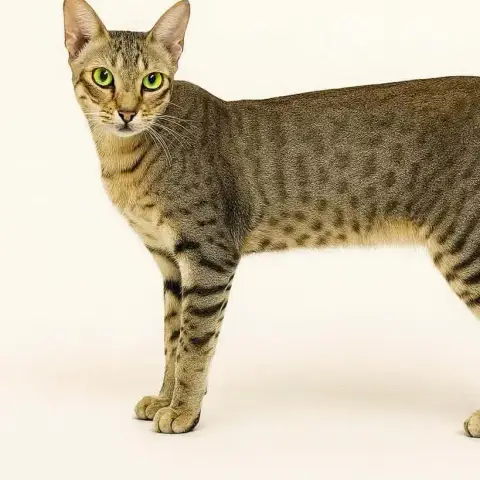 Simba photo 3