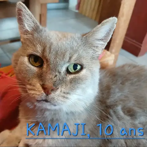Kamaji
