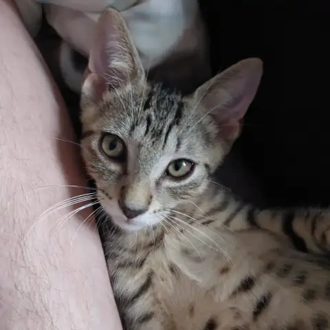 Bambi photo 2