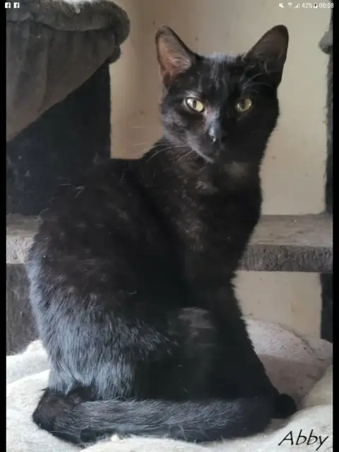 Abby photo 3