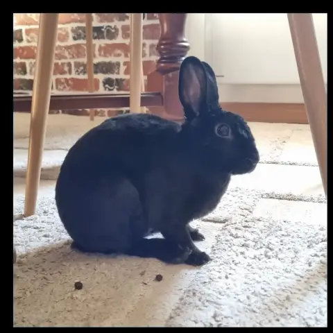 Mila