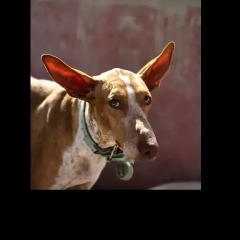 Maggie