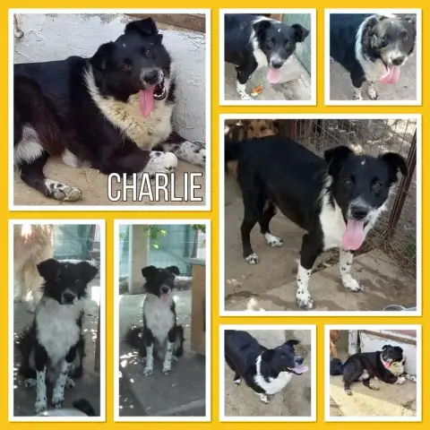 Charlie