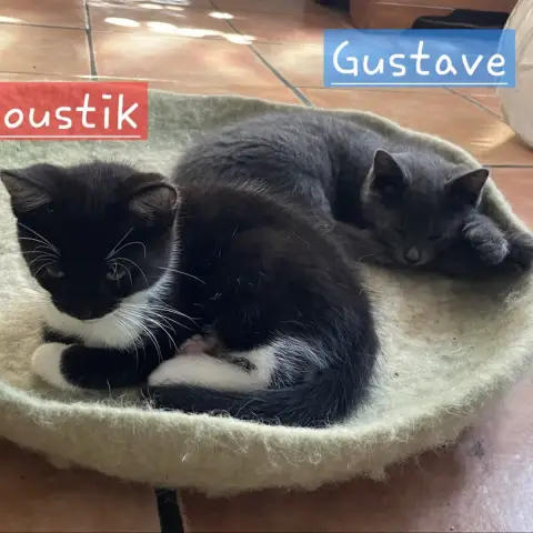 Gustave photo 3