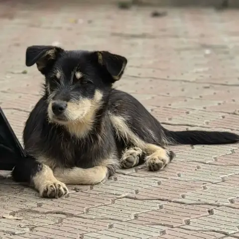Zorro