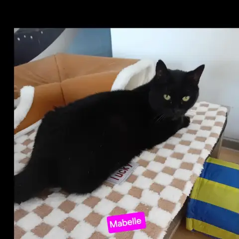 Mabelle