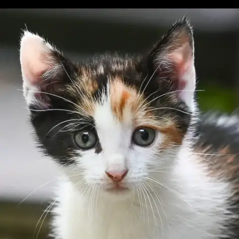 Baya photo 2