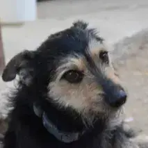 Oscar photo 2