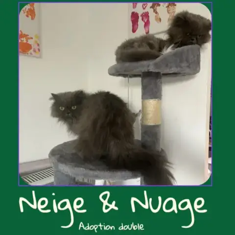 Nuage
