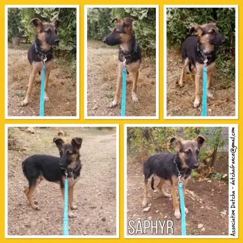 Saphyr