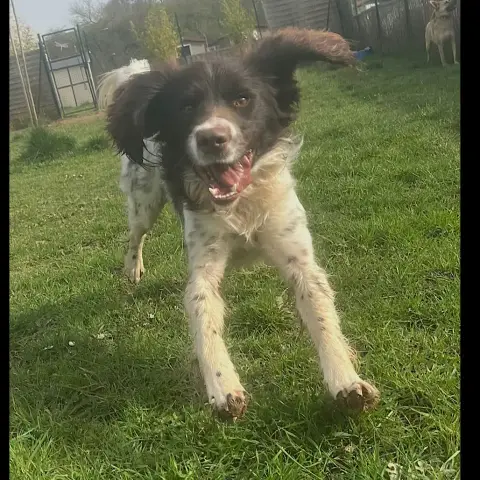 Huxley photo 3