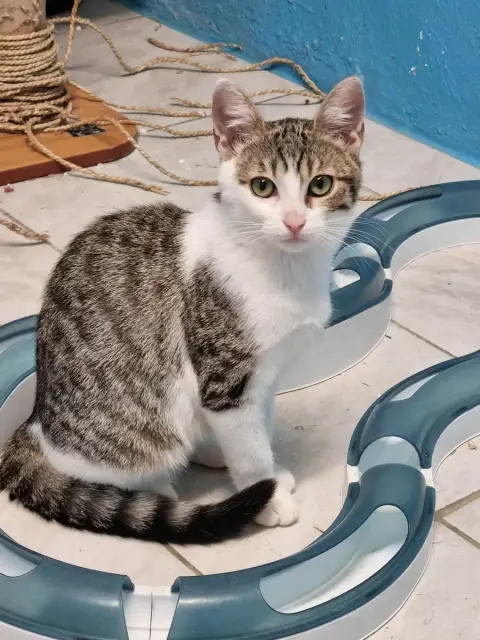 Nala