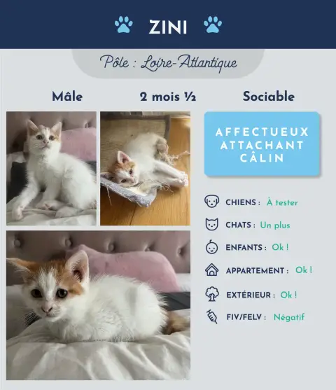 Zini