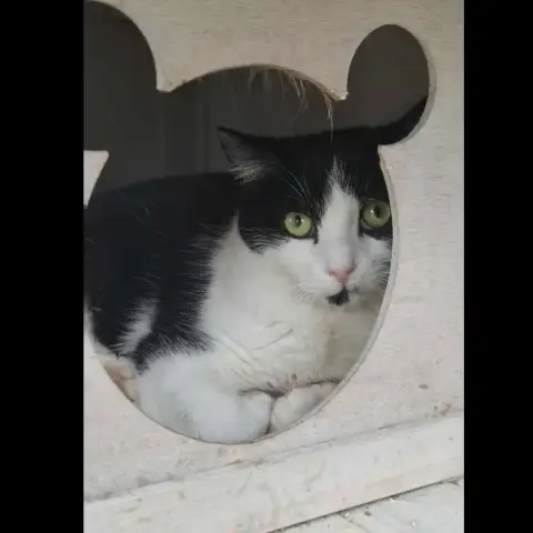 Loki photo 2