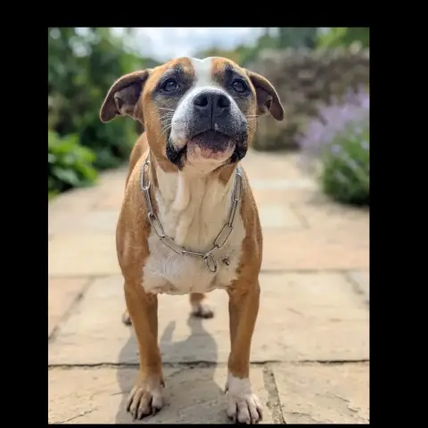 Nala Vii