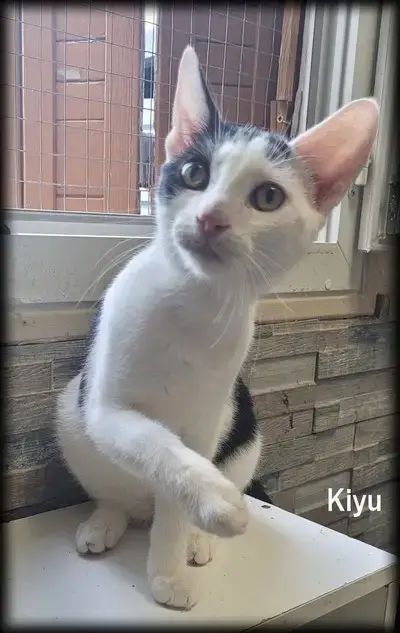 Yuki photo 2