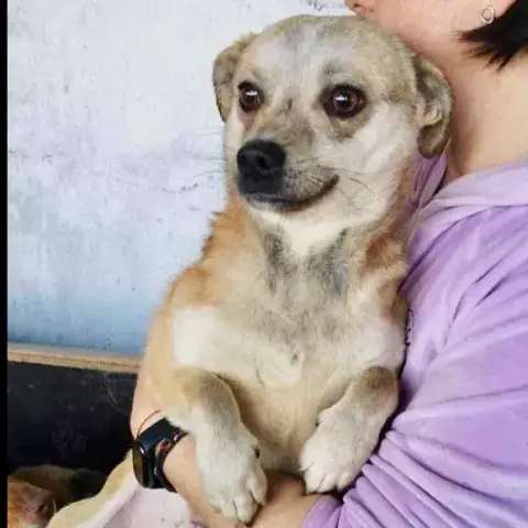 Rico