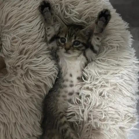 Pepper photo 2