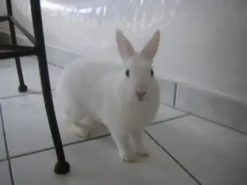Vladi