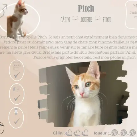 Pitch photo 2