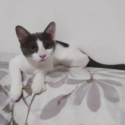 Kira