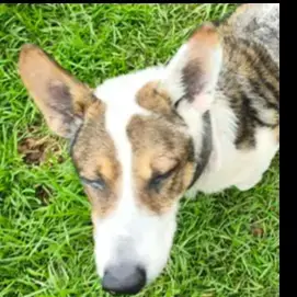 Adopter Elvis Ii Ex Piper