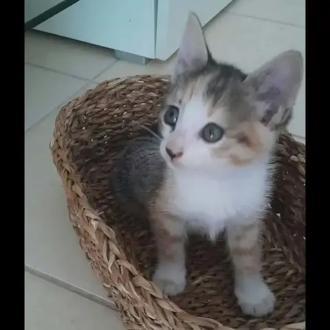 Clementine