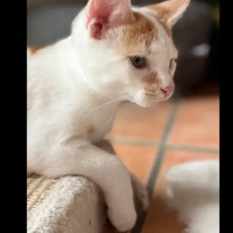 Nugget