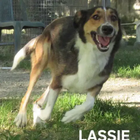 Lassie