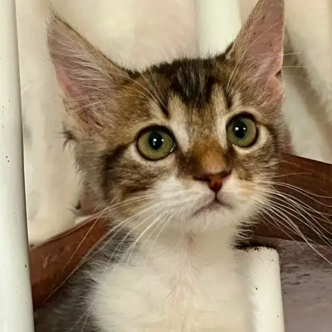 Barnabé photo 3