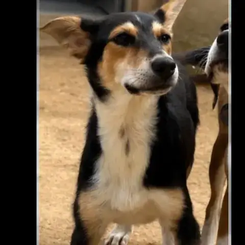 Puppy