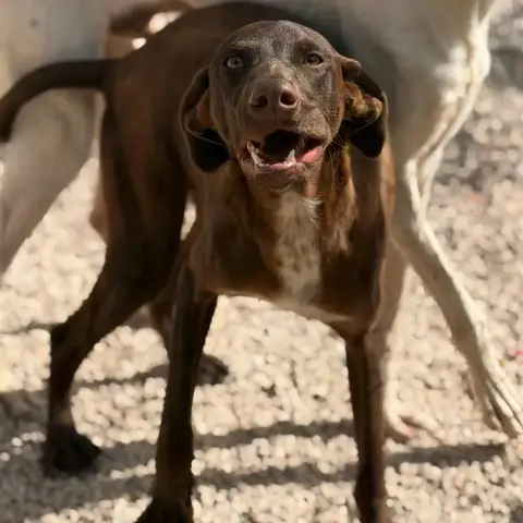 Siri