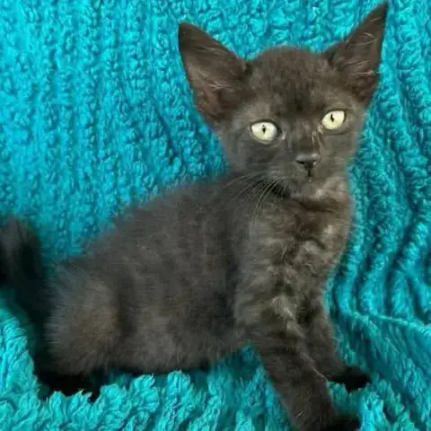 Bianca