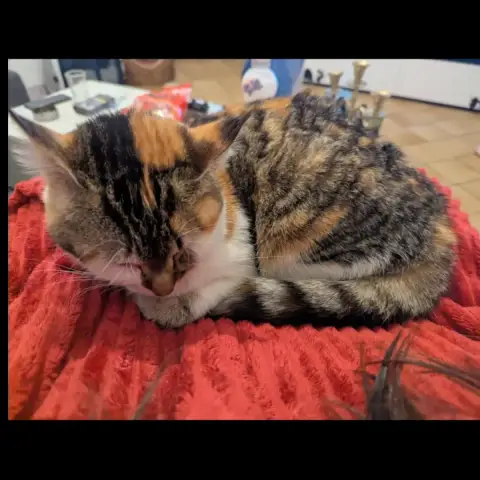 Zelda Et Maybeline