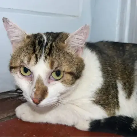 Basil photo 3