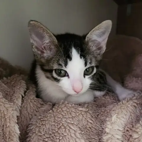 Badiane