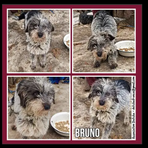 Bruno