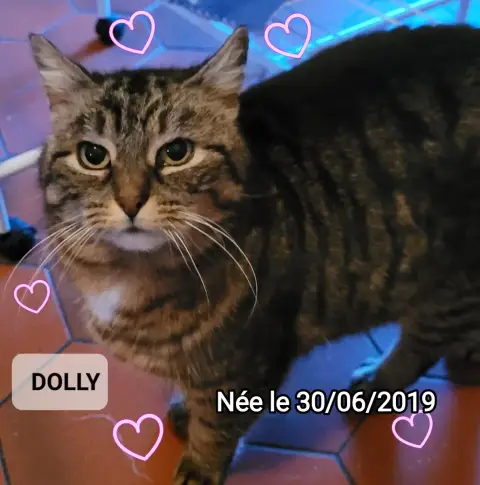 Dolly