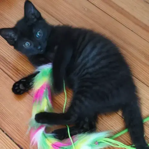 Mignonne