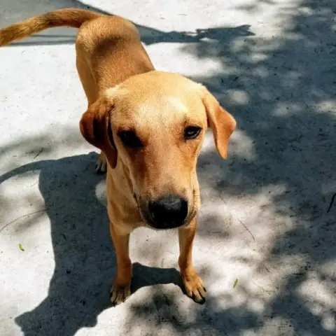 Molli